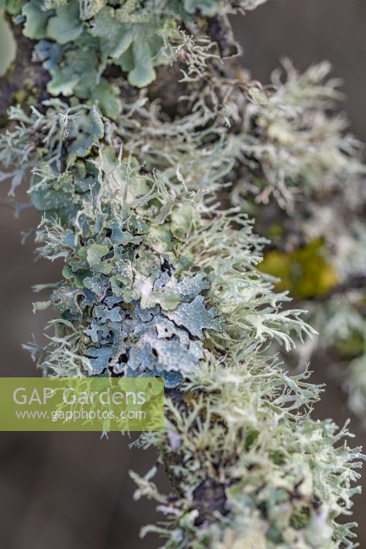 Mixed Lichens ubckuding Parmelia sulcata growing on a branch in winter - January