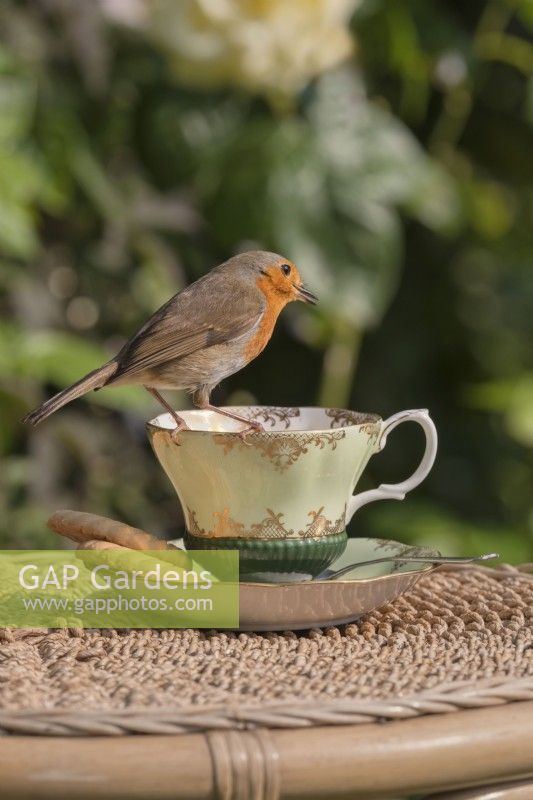 Erithacus rubecula - European Robin perched on china tea cup with biscuits