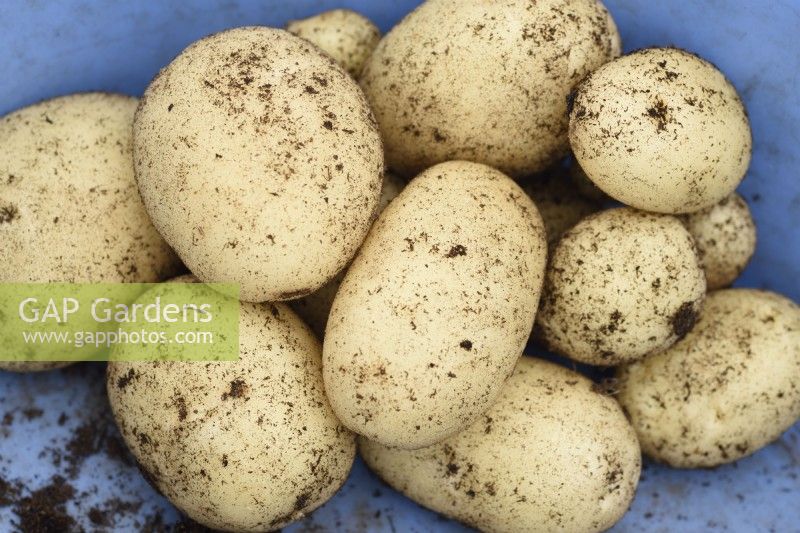 Solanum tuberosum  'Sharpe's Express'  Harvested first early potatoes  July
