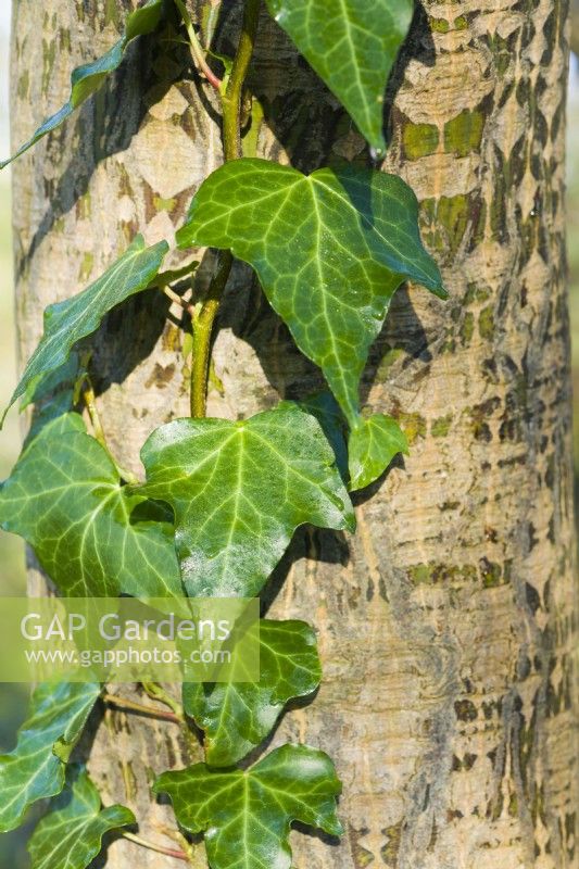 Hedera helix growing on Acer capillipes - snake bark maple. December