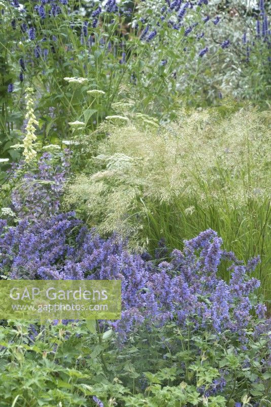 Border with Nepeta Summer Magic and Stipa calamagrostis in the Iconic Horticultural Hero Garden. A Climate Resilient Perennial Meadow. Hampton Court Flower Festival 2021 
