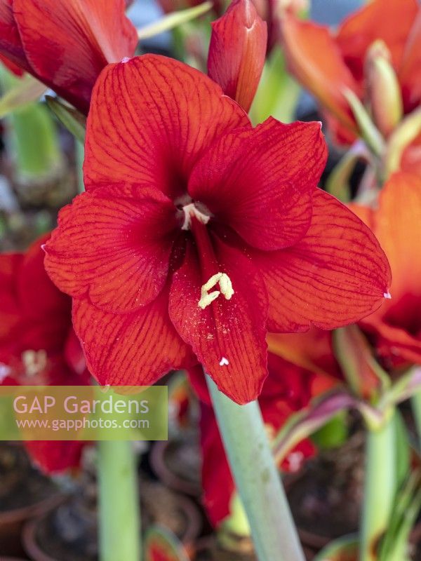 Hippeastrum 'Red Lion' - amaryllis in flower