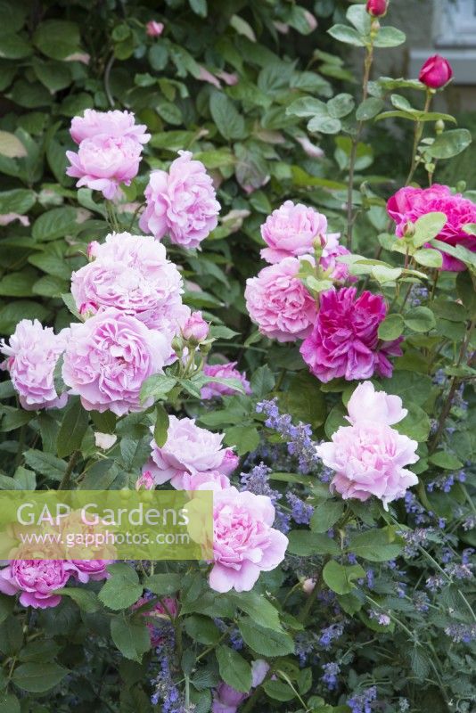 Rosa 'Mary Rose', Rosa 'Sophy's Rose' and Nepeta