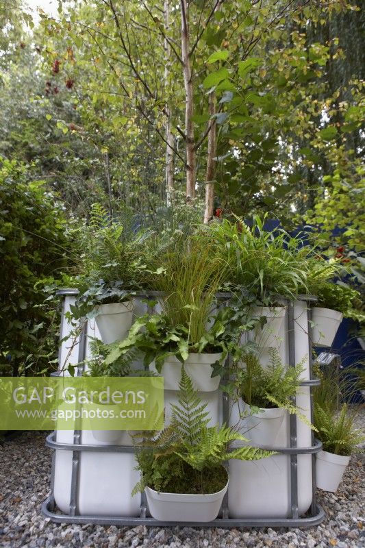 The IBC Pocket Forest. Intermediate Bulk Containers re-purposed as planters. Plants include Asplenium scolopendrium, Dryopteris, Polystichum and Astrantias. Designer: Sara Edwards. Chelsea Flower Show 2021.