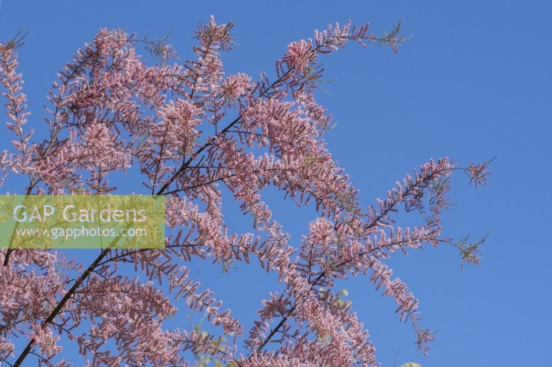 Tamarix ramosissima - Tamarix against blue sky