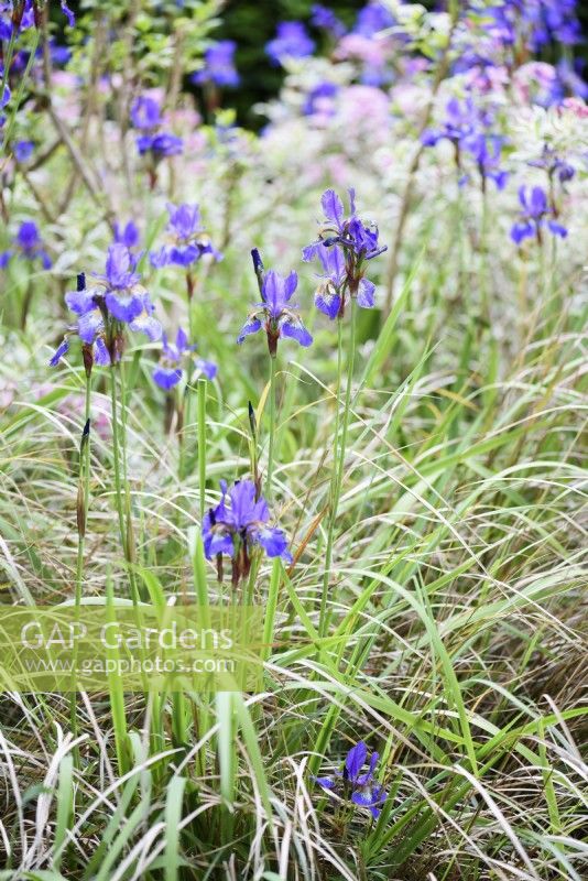 Iris sibirica amongst pheasant grass, Anemanthele lessoniana, in June