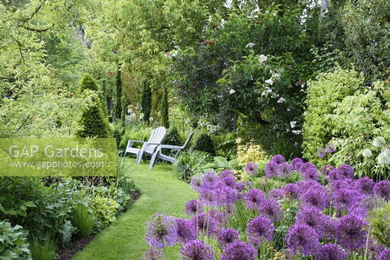 Purple alliums frame a grassy path between lush borders in a June garden