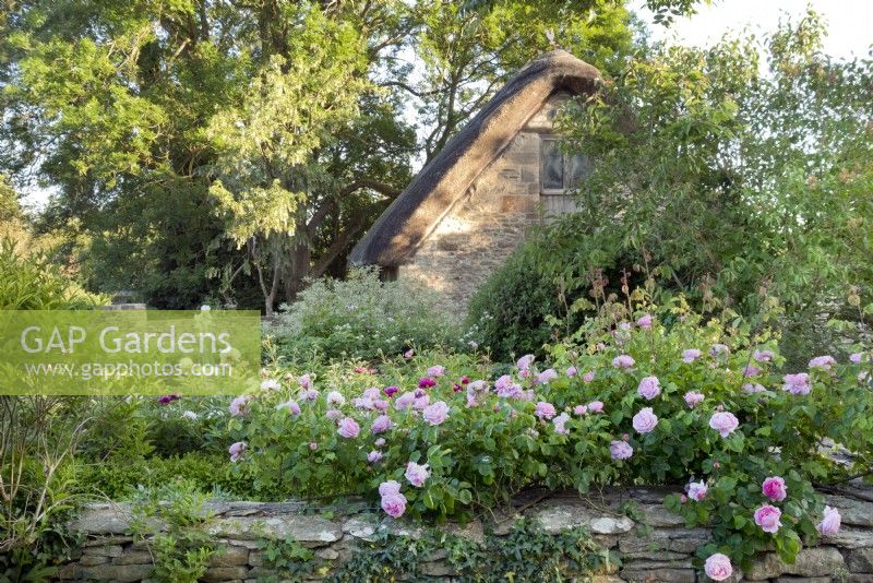 Cotswold stone thatched barn with rose and peony bed