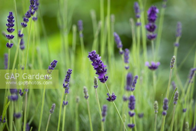 Lavandula angustifolia 'Hidcote' - Dwarf lavender
