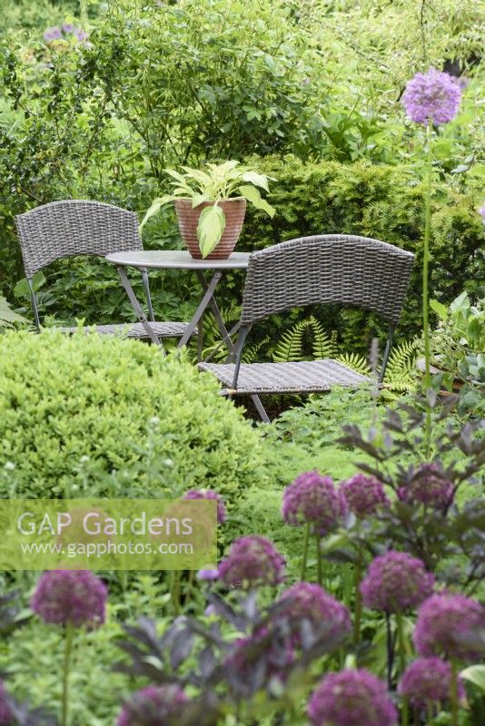 Patio table and chairs surrounded by clipped box and purple alliums in June