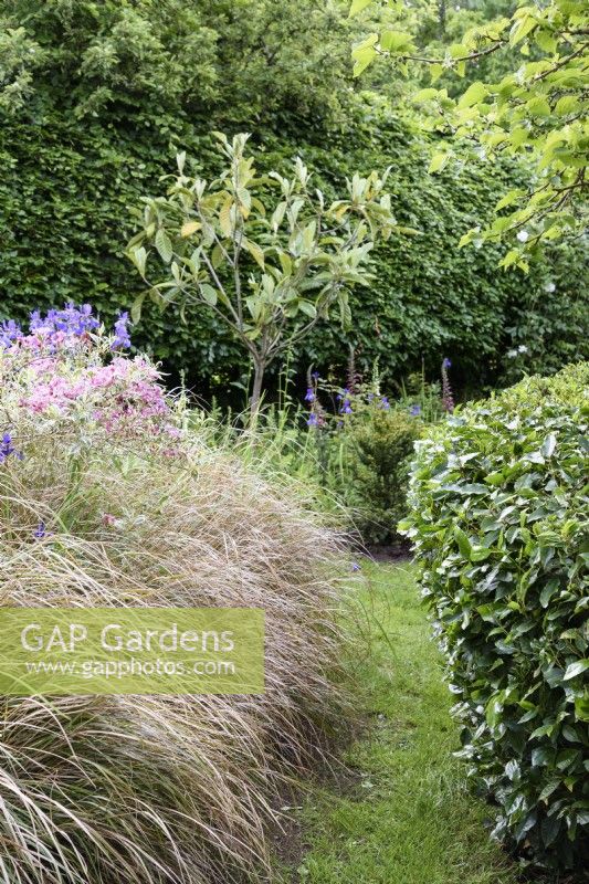 Gap between Anemanthele lessoniana, pheasant grass, and a laurel hedge in a June garden.