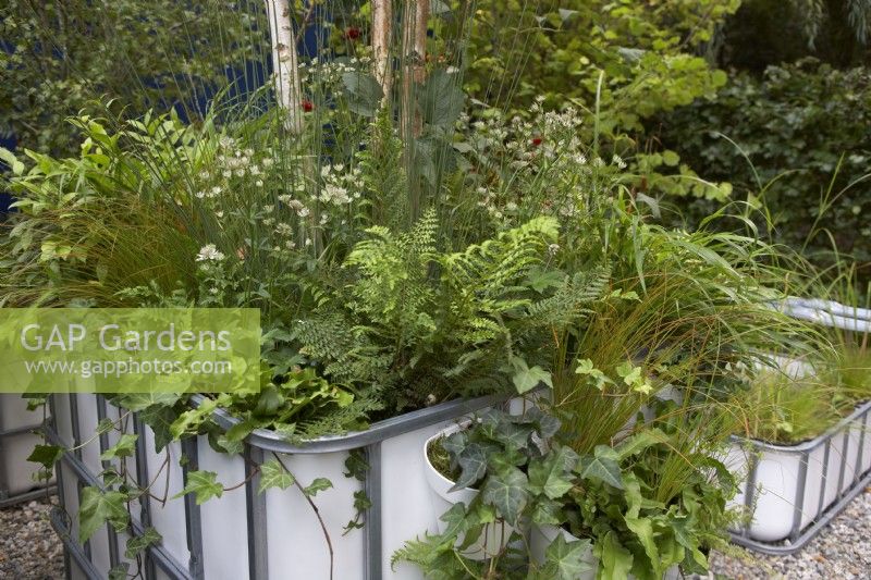 The IBC Pocket Forest. Intermediate Bulk Containers re-purposed as planters. Plants include Asplenium scolopendrium, Dryopteris, Polystichum and Astrantias. Designer: Sara Edwards. RHS Chelsea Flower Show 2021.