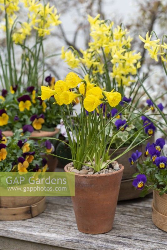 Narcissus bulbocodium 'Oxford Gold', planted in an antique terracotta pot.