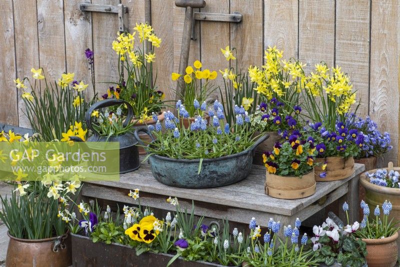 Vintage copper bowl planted with Muscari 'Aqua Magic', flanked by flour sieves, copper kettles and terracotta pots planted with violas, cyclamen, grape hyacinths and miniature narcissus.