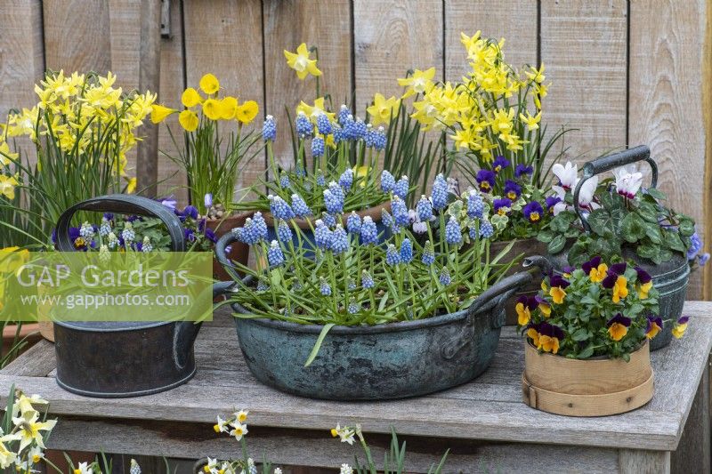 Vintage copper bowl planted with Muscari 'Aqua Magic', and copper kettles planted with Muscari 'Esther' or white cyclamen.