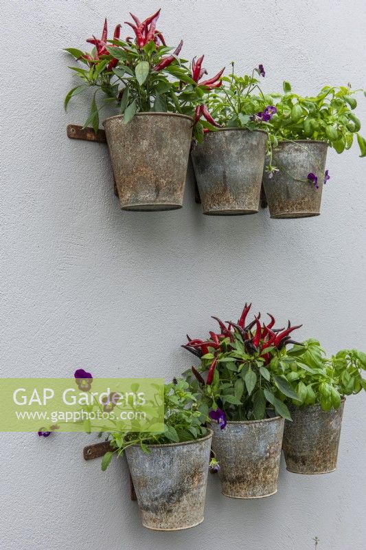 Wall pots planted with chillies, thyme, basil and violas.