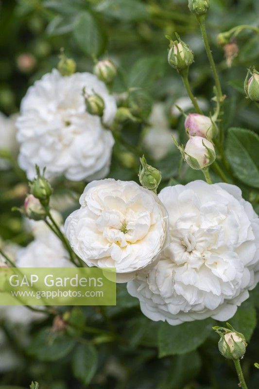 Rosa x alba 'Alba Semiplena', a fragrant rose flowering in June.