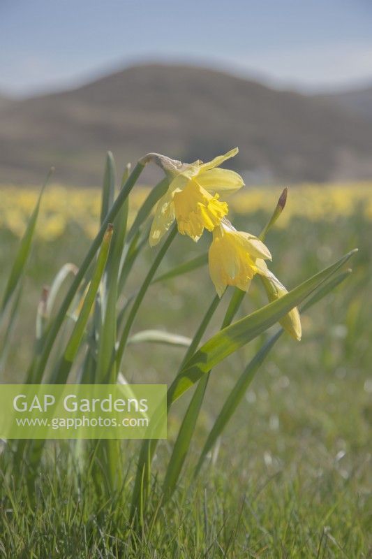 Narcissus syn. daffodils in the Cambrian mountains at Pwllpeiran,  at Pwllpeiran, an unique, upland, research farm.