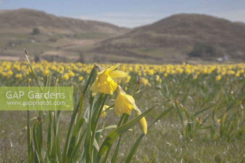 View across fields of cultivated Narcissus syn. daffodil in the Cambrian mountains at Pwllpeiran, an unique, upland, research farm.