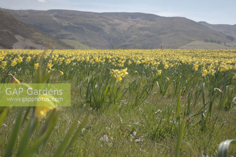 View across fields of cultivated Narcissus syn. daffodil in the Cambrian mountains at Pwllpeiran, an unique, upland, research farm.