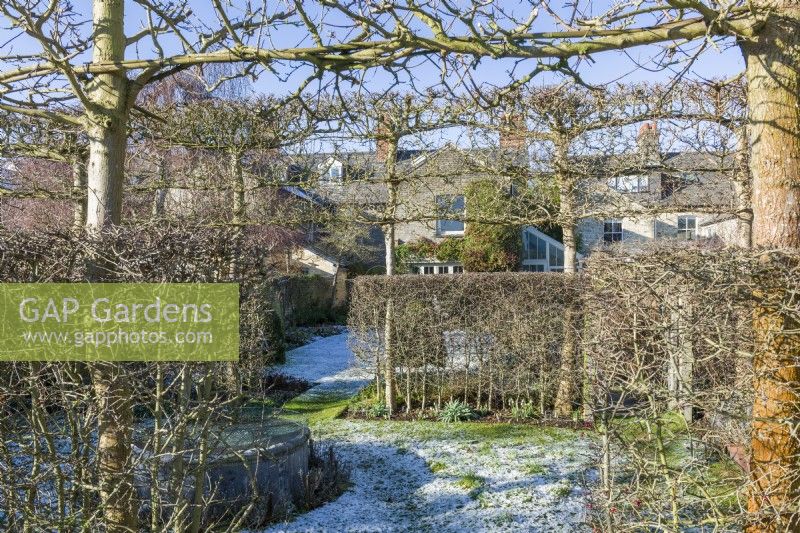 View of victorian house through gaps in hawthorn hedges and pleached field maples which form internal boundaries within formal town garden. January