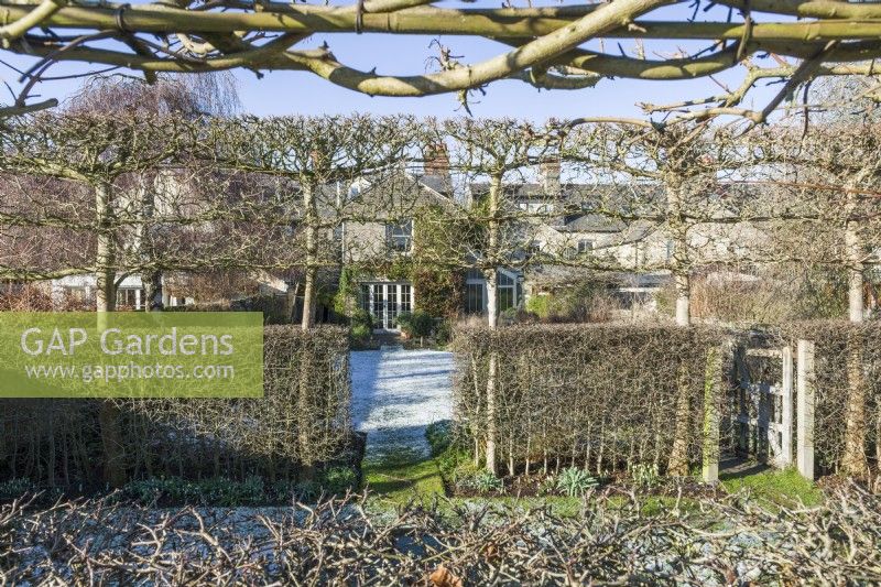 View of victorian house through gaps in hawthorn hedges and pleached field maples which create internal boundaries within formal town garden. January