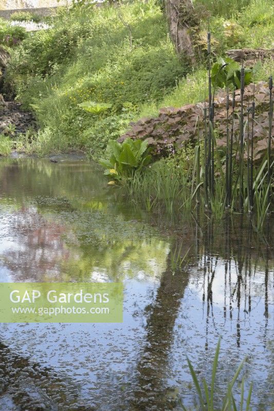 View across woodland pond to sculpture of 'Bulrushes'. 

Marginals include Rodgersia aesculifolia 'Rotlaub'. 