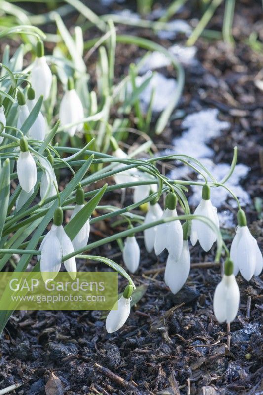 Galanthus 'Magnet' after light snowfall. January