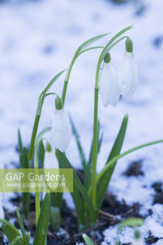 Galanthus 'Anglesey Abbey' after snow. January