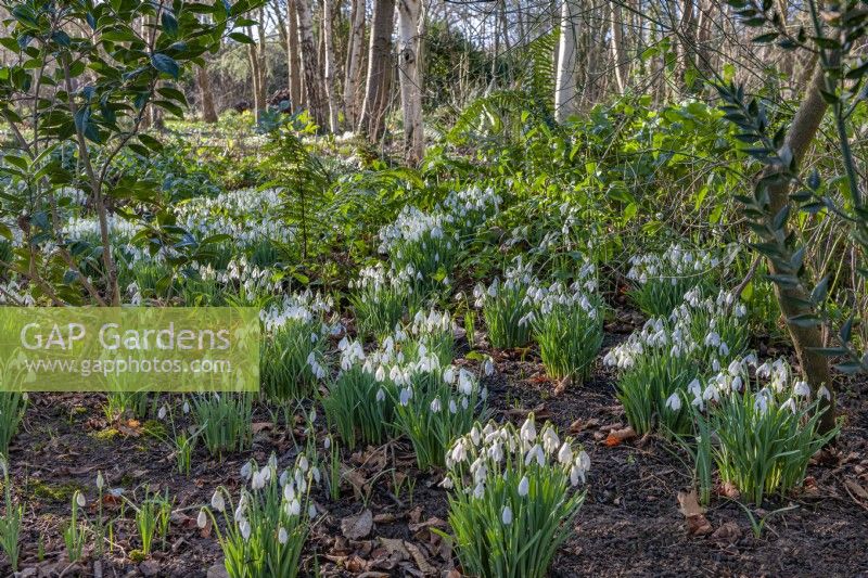 Clumps of Galanthus nivalis flowering in a Spring woodland garden - February