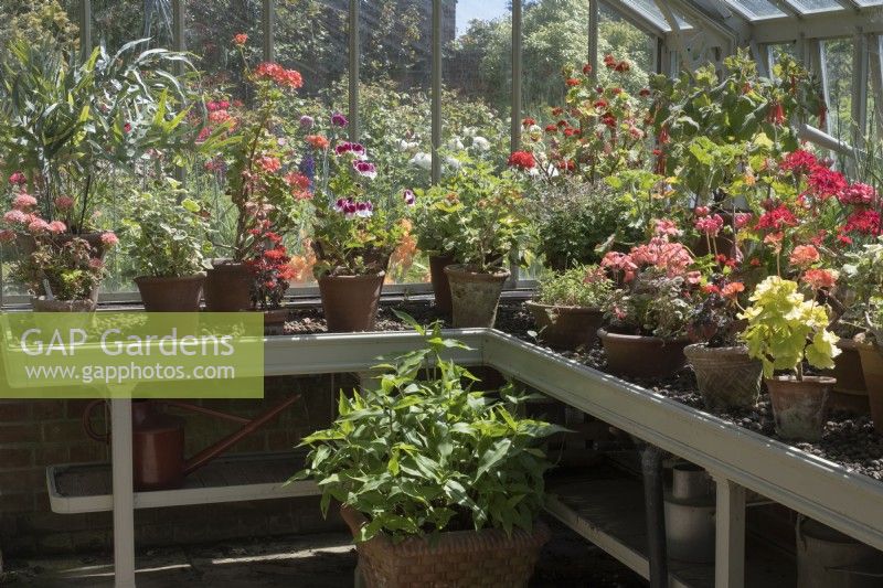 Pelargoniums in terracotta pots growing in greenhouse