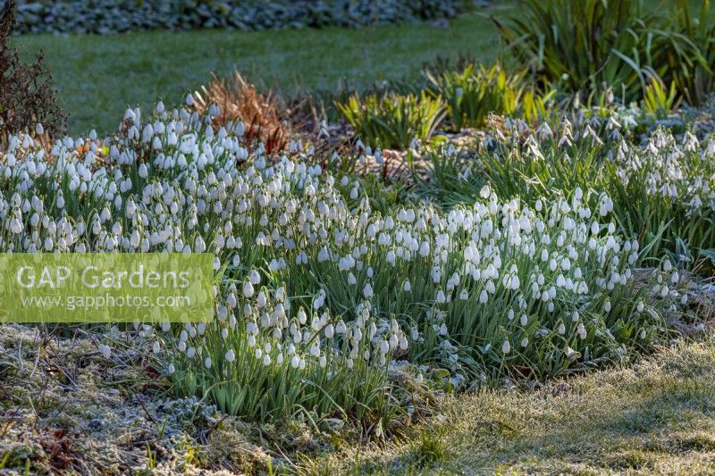 Drifts of Galanthus nivalis flowering in a Spring woodland garden - February