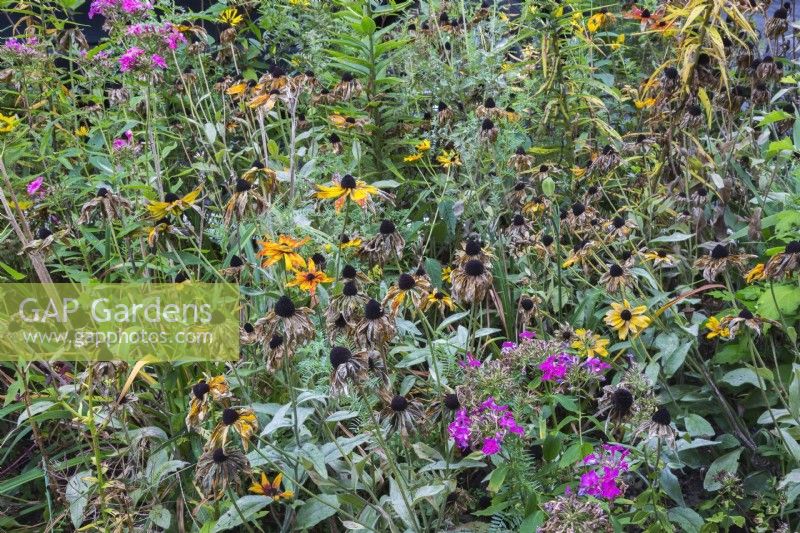 Rudbeckia hirta - Coneflowers and Phlox in wilted condition for lack of rainfall in summer - August