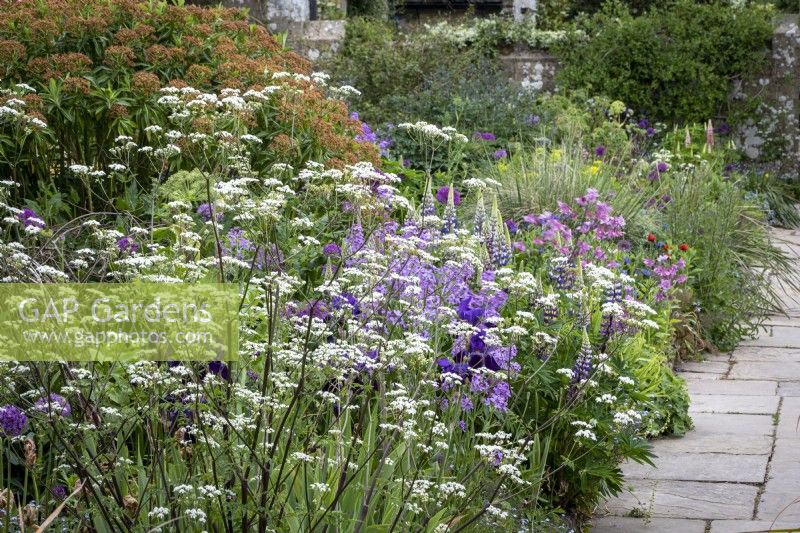 Paved path in cottage garden with border of Lupinus, Anthriscus sylvestris 'Ravenswing' and self seeded Aquilegia