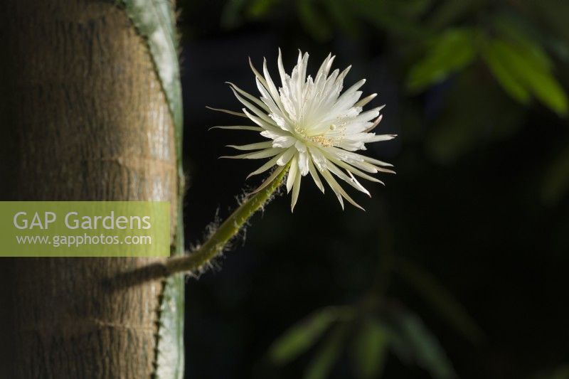 Selenicereus wittii - syn. Strophocactus wittii. A night flowering rare South American cactus growing on the trunk of a Pachira aquatica tree in a tropical glasshouse. February