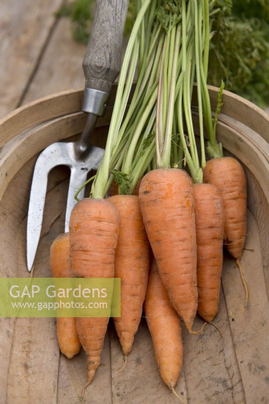 Carrot 'Royal Chantenay 3' in wooden trug with handfork
