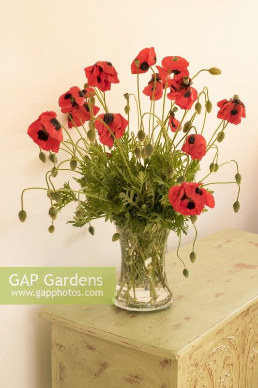 Papaver commutatum - Vase of cut ladybird poppies