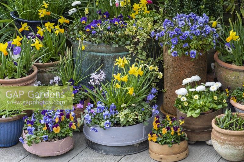 Container display of wooden flour sieves (vintage and painted), terracotta pots and copper pot planted with daffodils 'Jet Fire' and 'Tete-a-Tete', annual violas, bellis daisies, windflowers and white cyclamen.