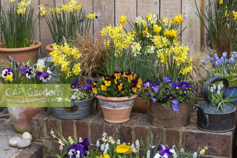 A container display arranged on wall and table, with pots and copper kettles of cyclamen, grape hyacinths, small daffodils, violas and rust-coloured grasses.