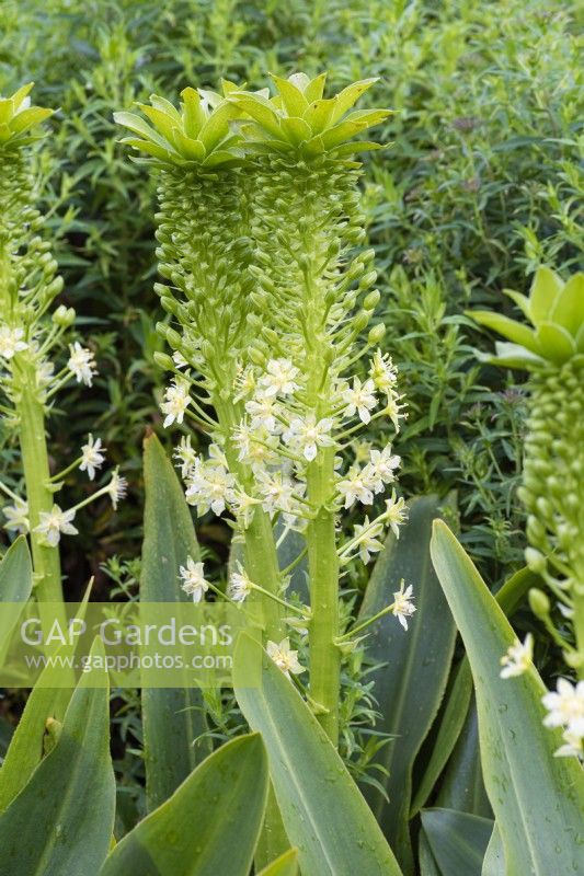 Eucomis pallidiflora subsp. pallidiflora 'Goliath', a pineapple lily flowering in August.