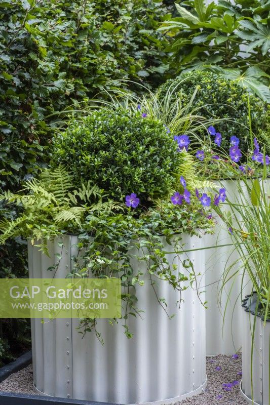 A tall corrugated steel container is planted with shade-loving ferns, periwinkles and hardy geranium around a box ball.