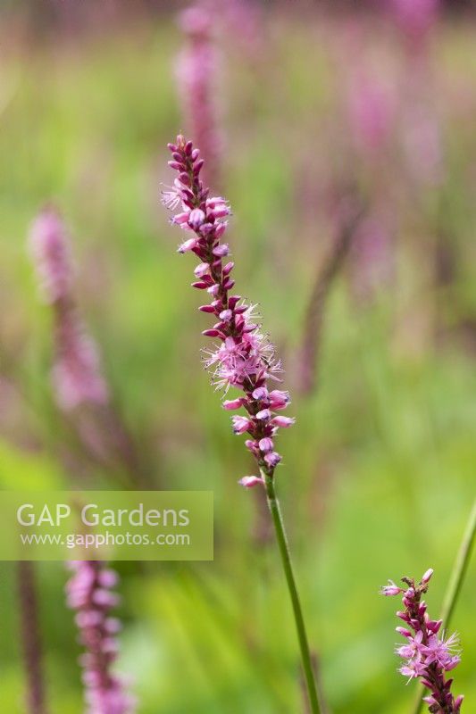 Persicaria amplexicaulis 'Betty Brandt', bistort, a perennial flowering from July.