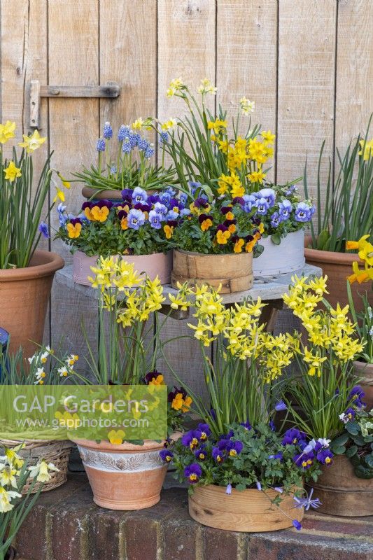 Container display of wooden flour sieves and terracotta pots planted with daffodils 'Jet Fire', 'Hawera', Pipit' and 'Tete-a-Tete', annual violas, bellis daisies, windflowers and muscari.