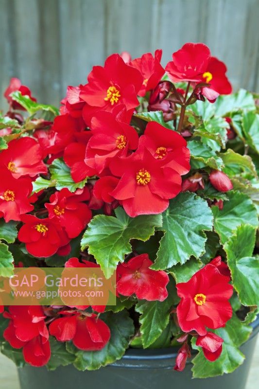  Begonia elatior 'Dreams Garden Macarose' - July