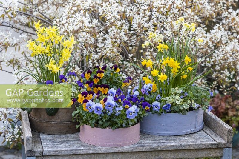 Painted modern and vintage wooden flour sieves planted with spring flowers. Mixed annual violas, bellis daisies and windflowers; Narcissus 'Tete-a-Tete' and 'Avalanche'; white or pink Cyclamen coum.
