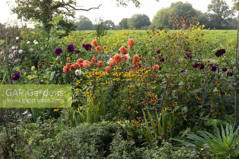 Dahlias for cutting mixed with rudbeckias, helianthus and heleniums.