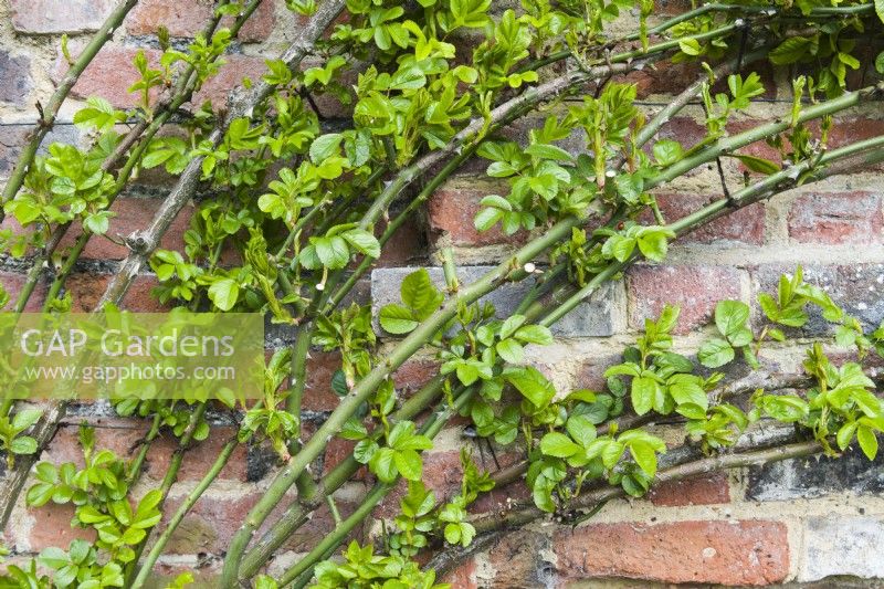 Close up to show pruning of side shoots and tying in of young stems of climbing rose trained to horizontal wires on an old brick wall. March