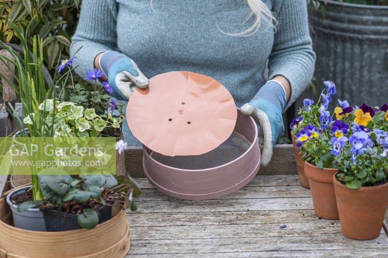 Step-by-Step Planting Wooden Flour Sieves with Spring Flowers. Step 10: on a smaller sieve, create a sturdy base over the mesh with a cut-down, plastic plant saucer.