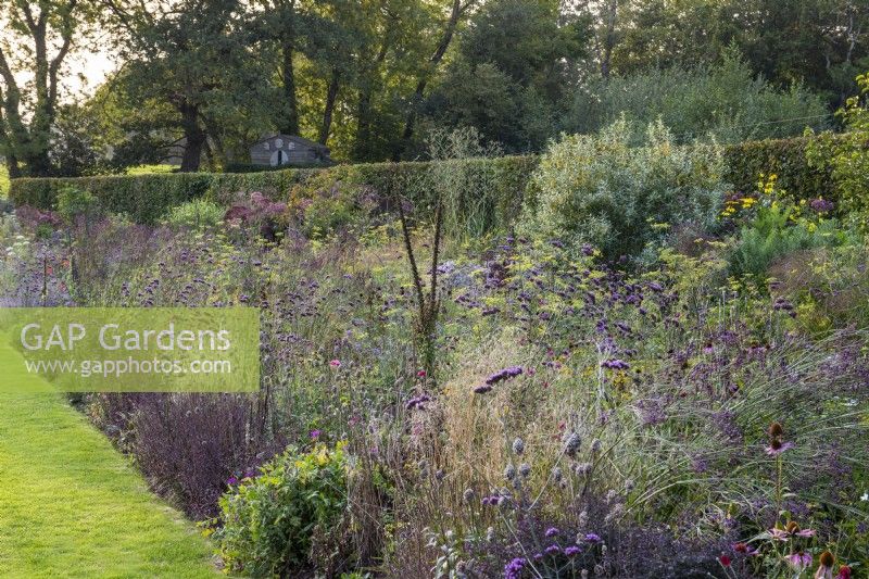 The Long Border planted with self-seeding Deschampsia, drumstick alliums, fennel, poppies and Verbena bonariensis, interspersed with scabious, hardy geraniums and Verbena hastata.