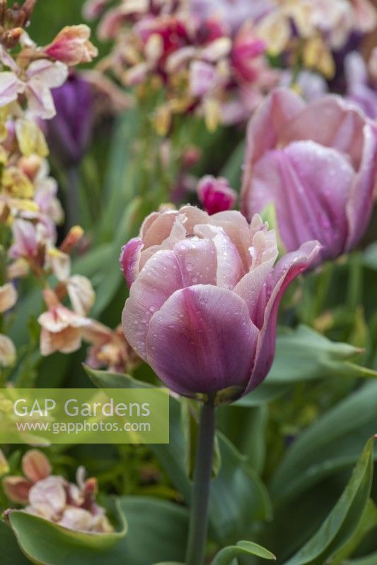 Tulipa 'Apricot Beauty' combined with Erysimum 'Sunset Apricot', wallflower.